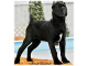 Cane Corso - šteňa z CHS 